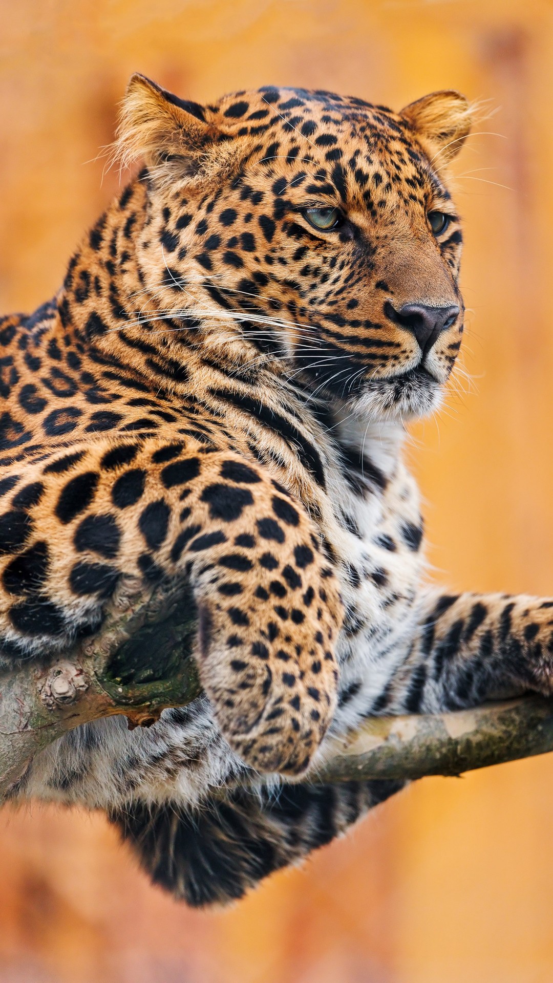 тапети Leopard, panthera