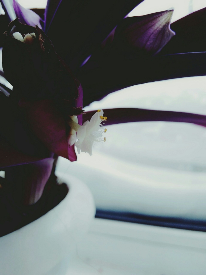 Violette and white