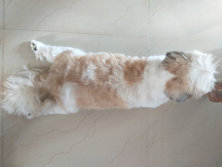 dog