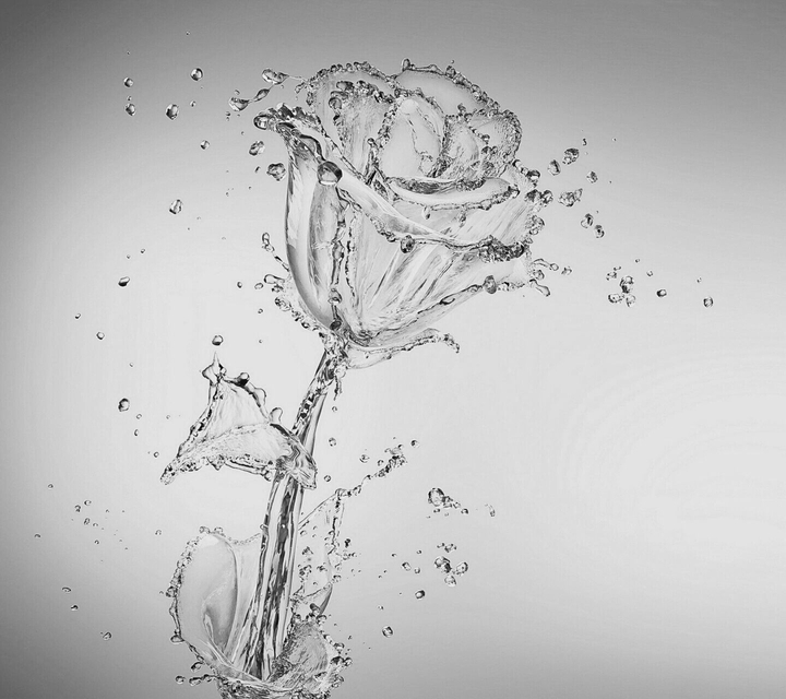water rose