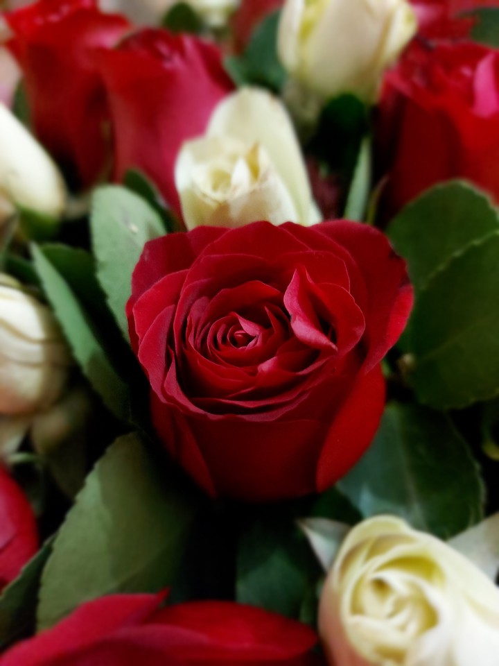 flowers