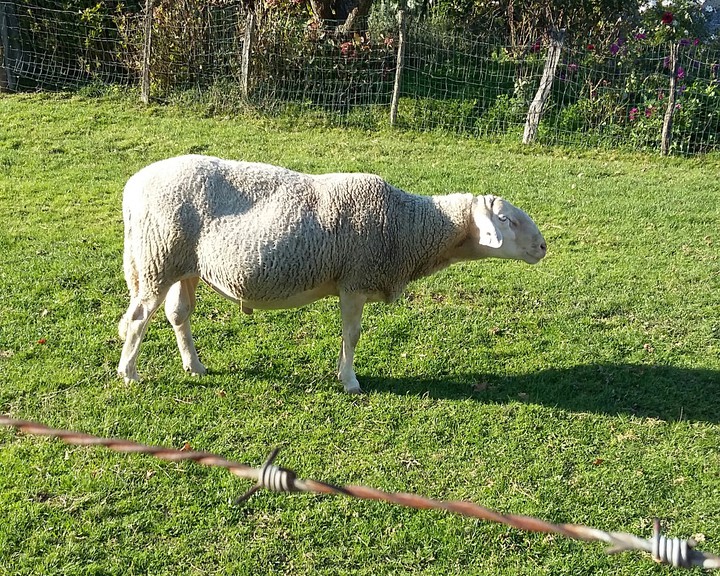 mouton