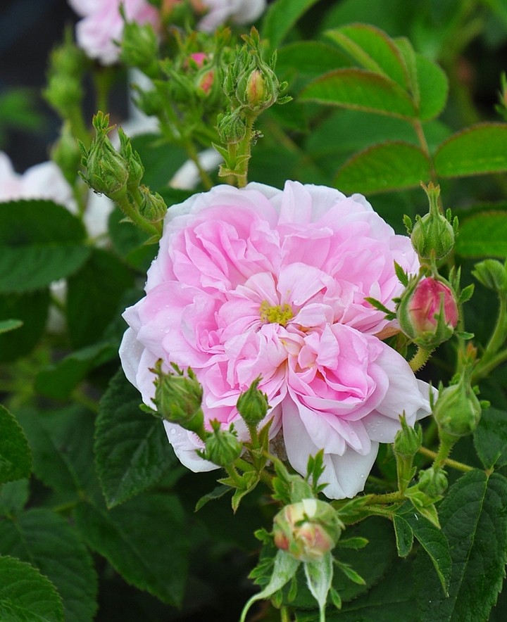 soft beauty