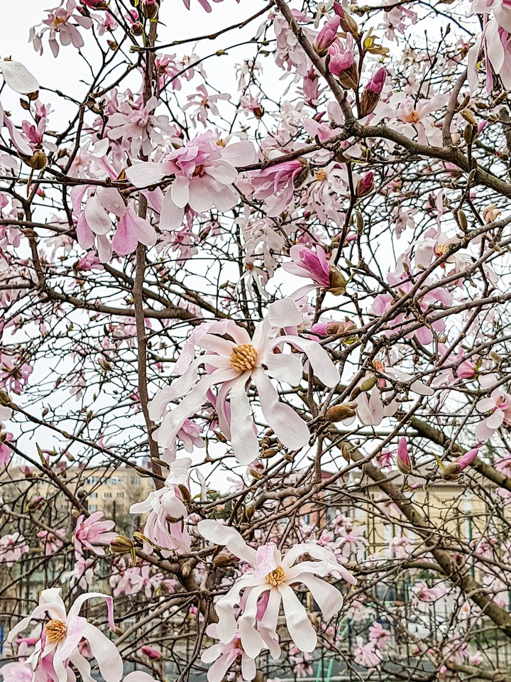 magnolia