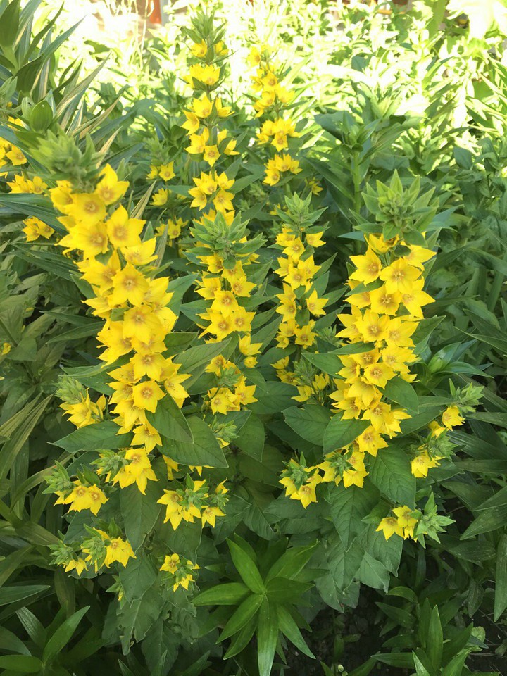 yellow flowers
