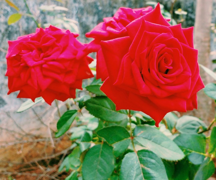Nothing beats a Rose in bloom!!