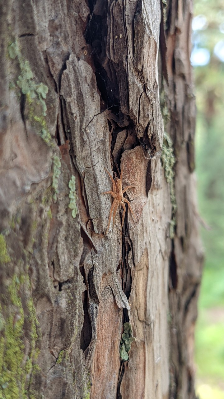 spider in nature