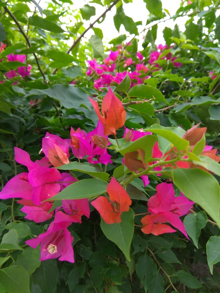 Paper flowers