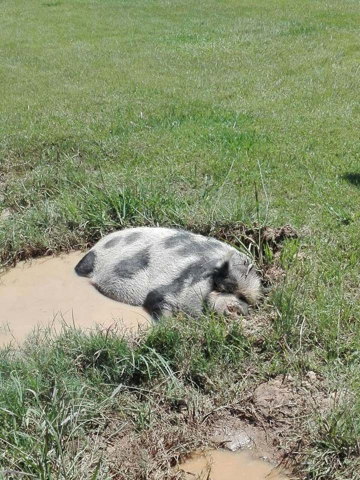 Pot Belly Pig lying in the mud