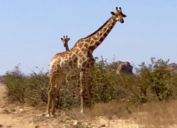 Giraffes