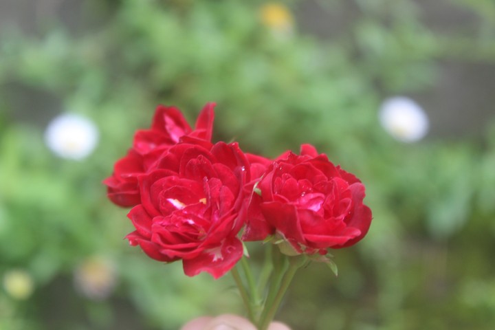 mountain_rose