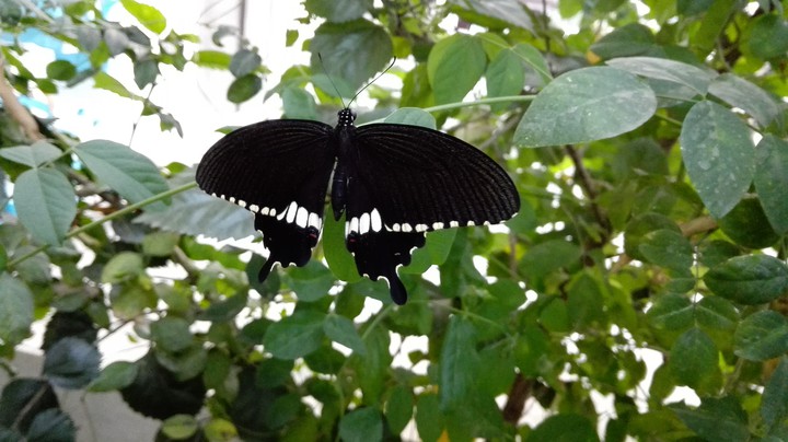 Butterfly Beauty