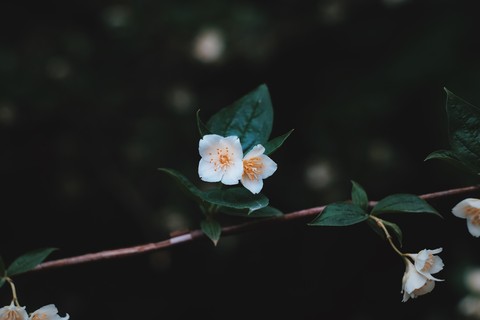 papéis de parede flower, pedicel