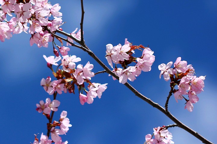Blüten