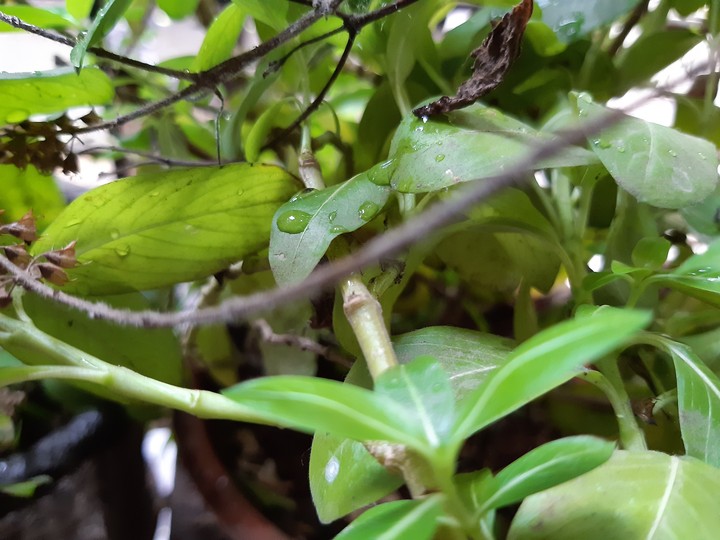 leaf