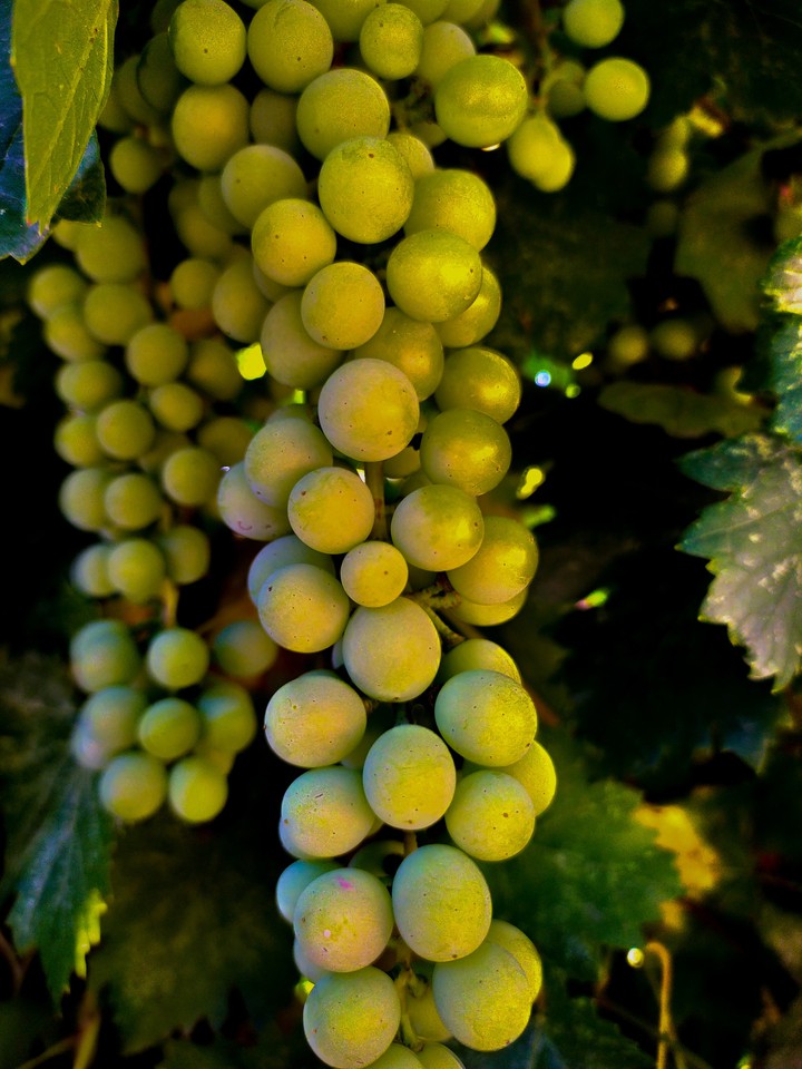 vineyard