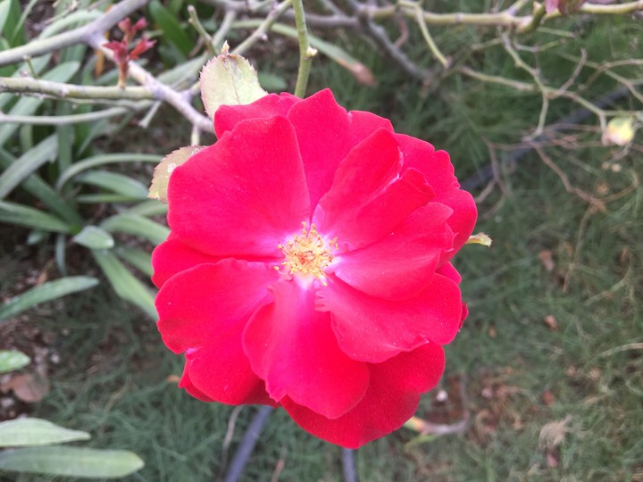 Red Flower