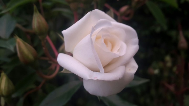 White Roses
