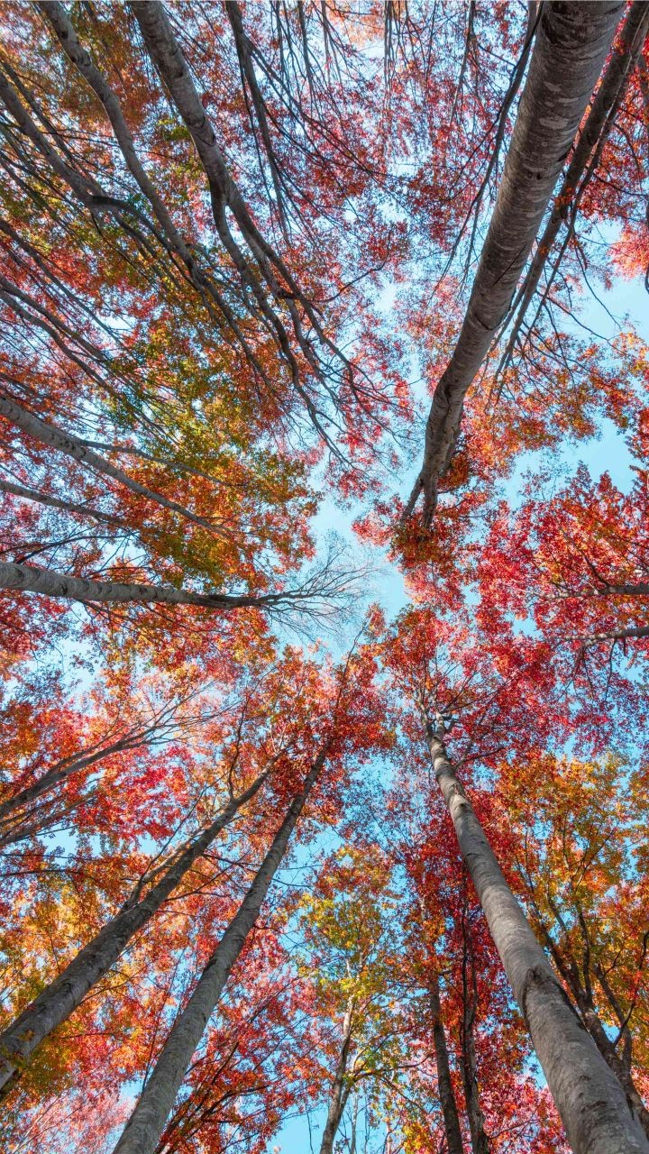 pic