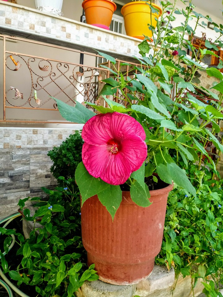 Flower