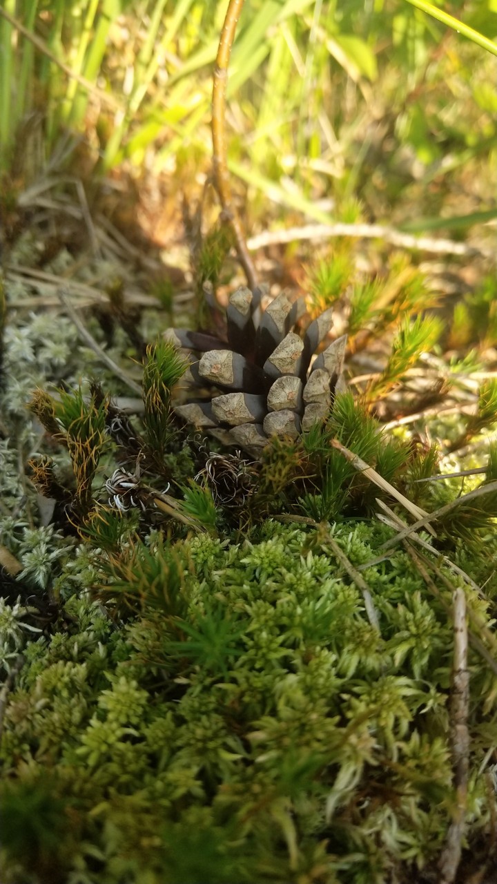 forest