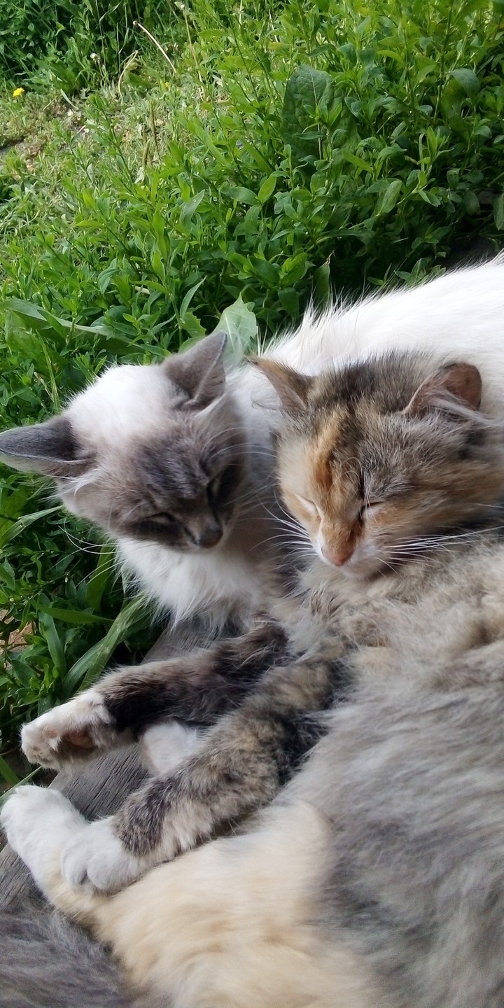 Cats