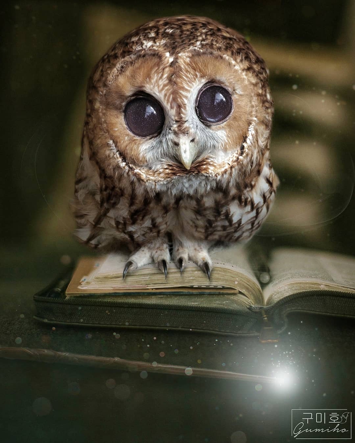 little owl