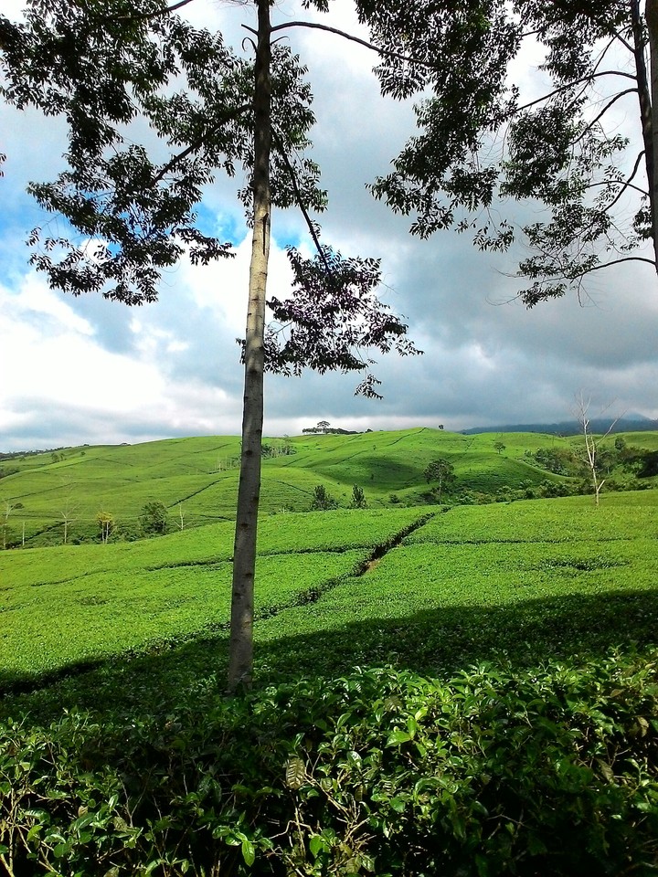 tea garden