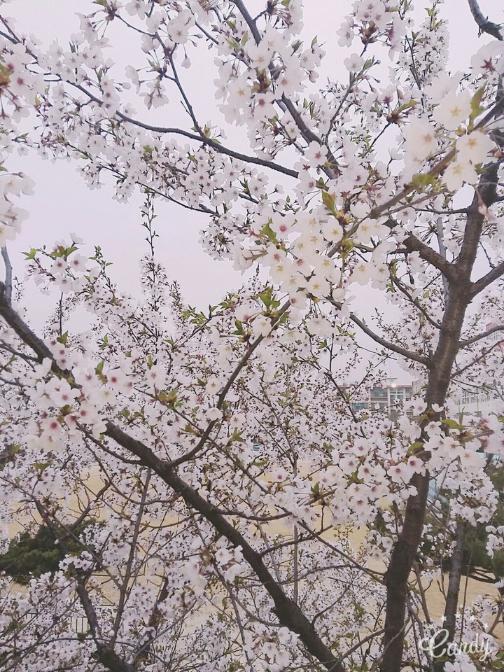 철 지난 벚꽃..내 맘에라도 벚꽃피기를..