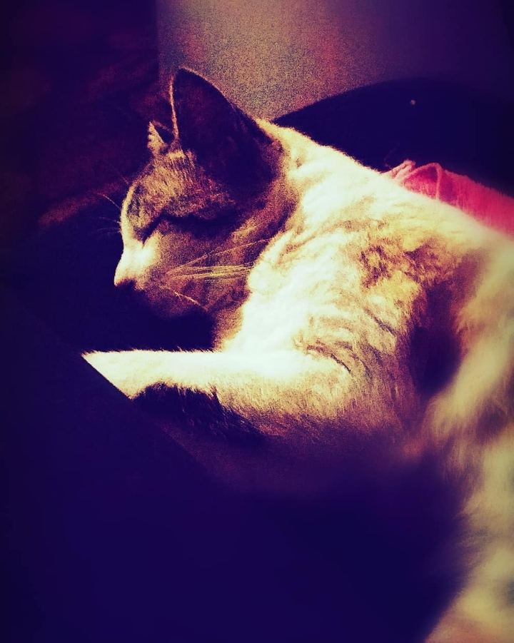 my sweet cat Loki