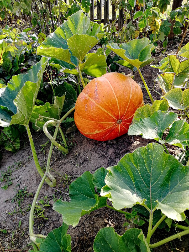 Pumpkin