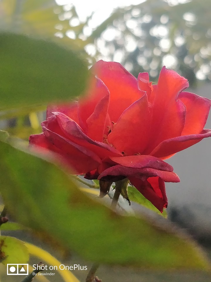 Red Rose