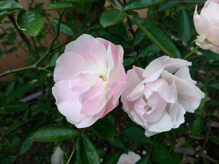 Billowing Roses.