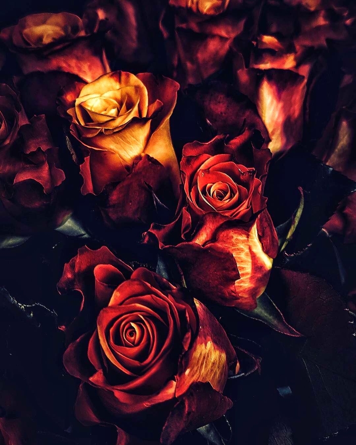flowersnight
