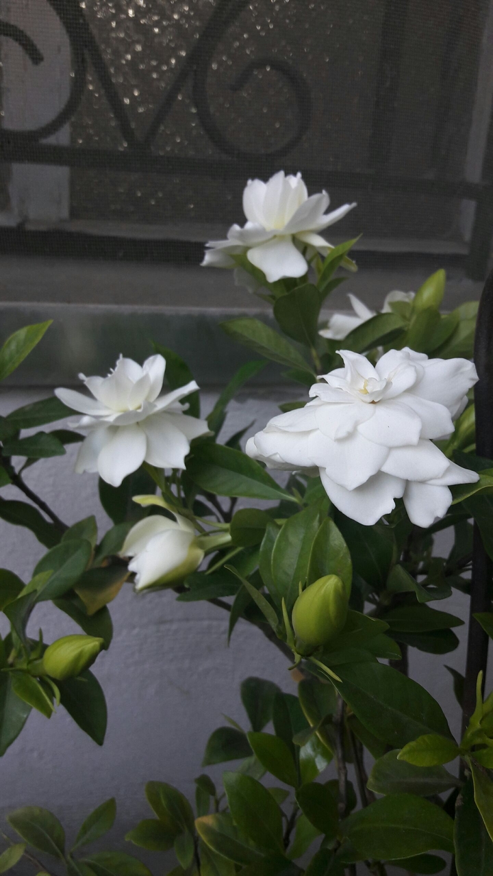 gardenia