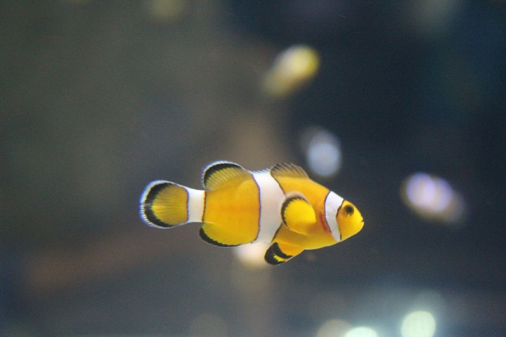 Nemo