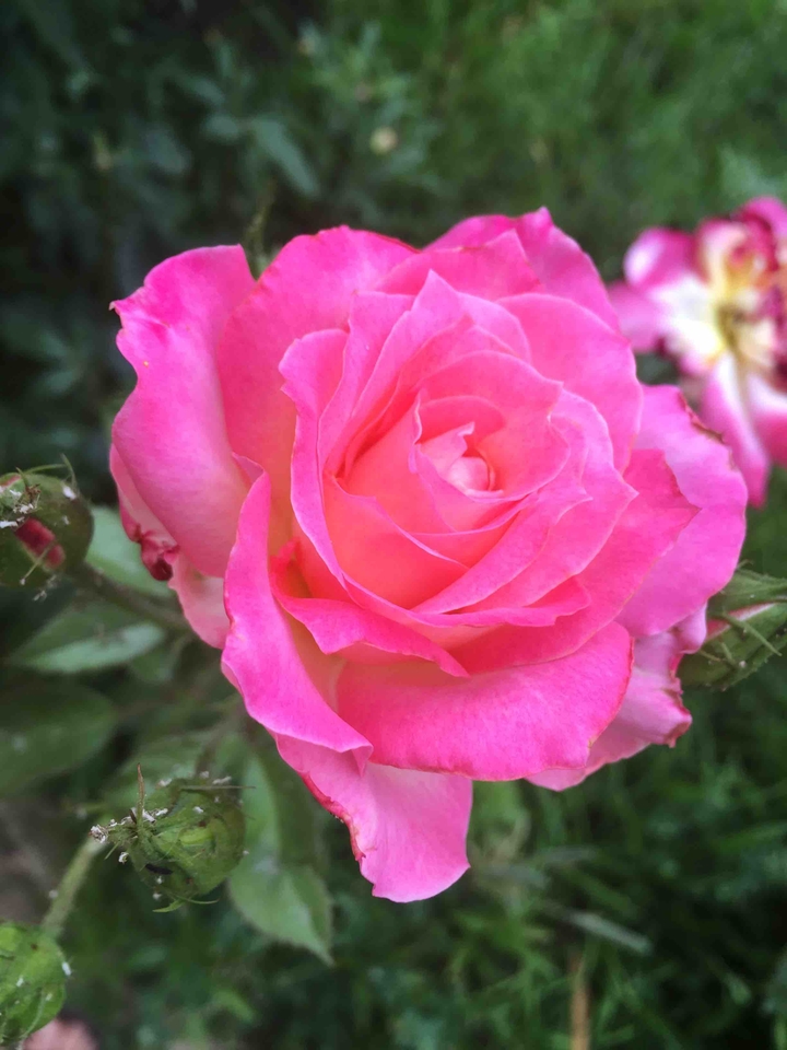 Rose in the garth