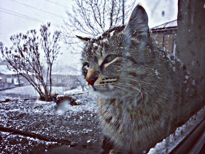 Winter cat