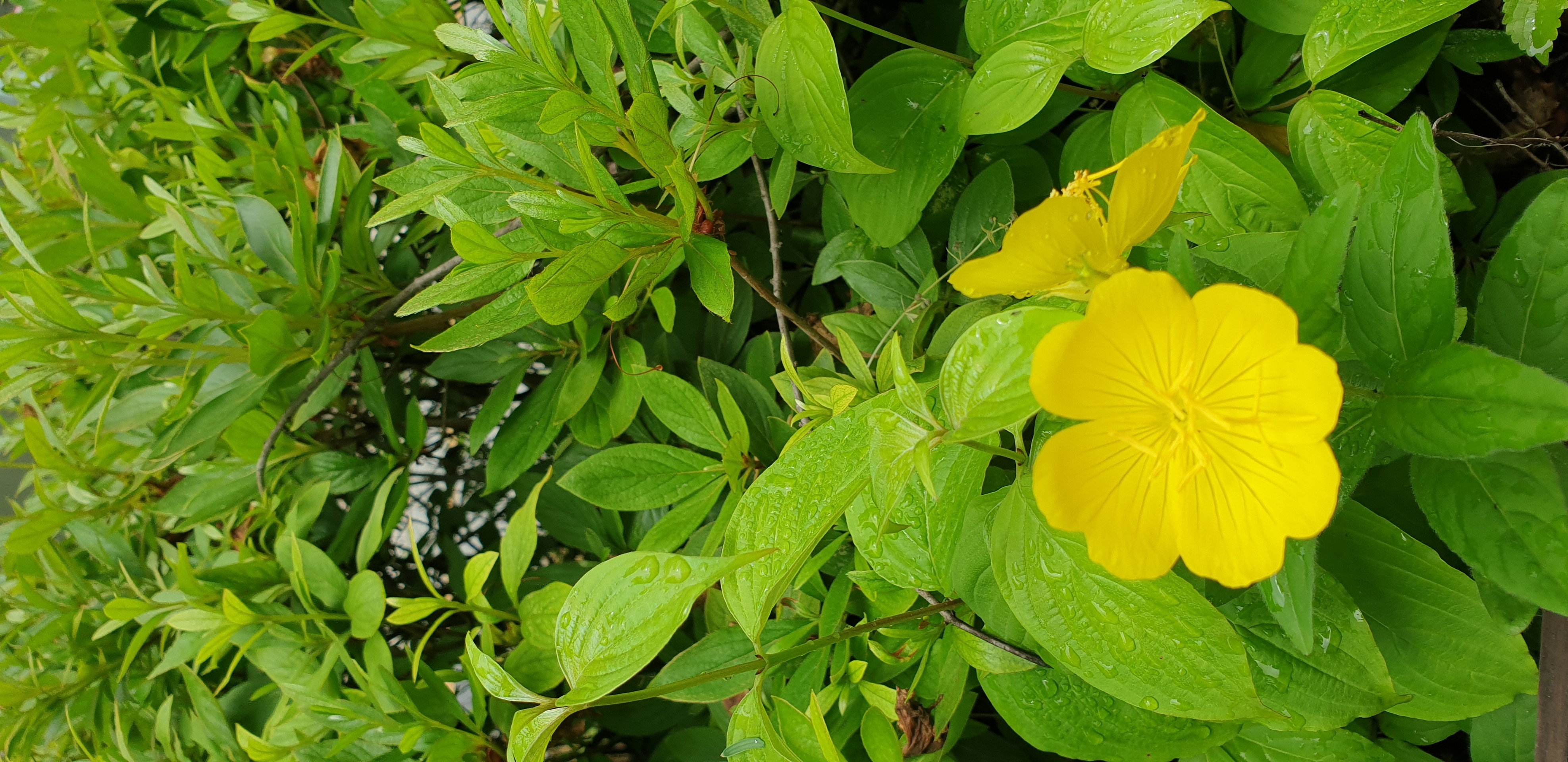Nature