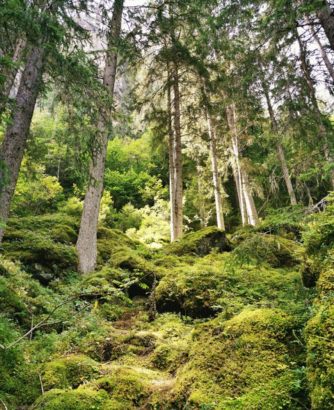 lush, green forest in Austria
