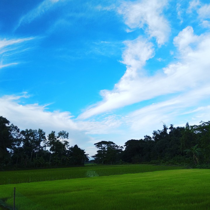 Blue Sky Blends With Green Nature