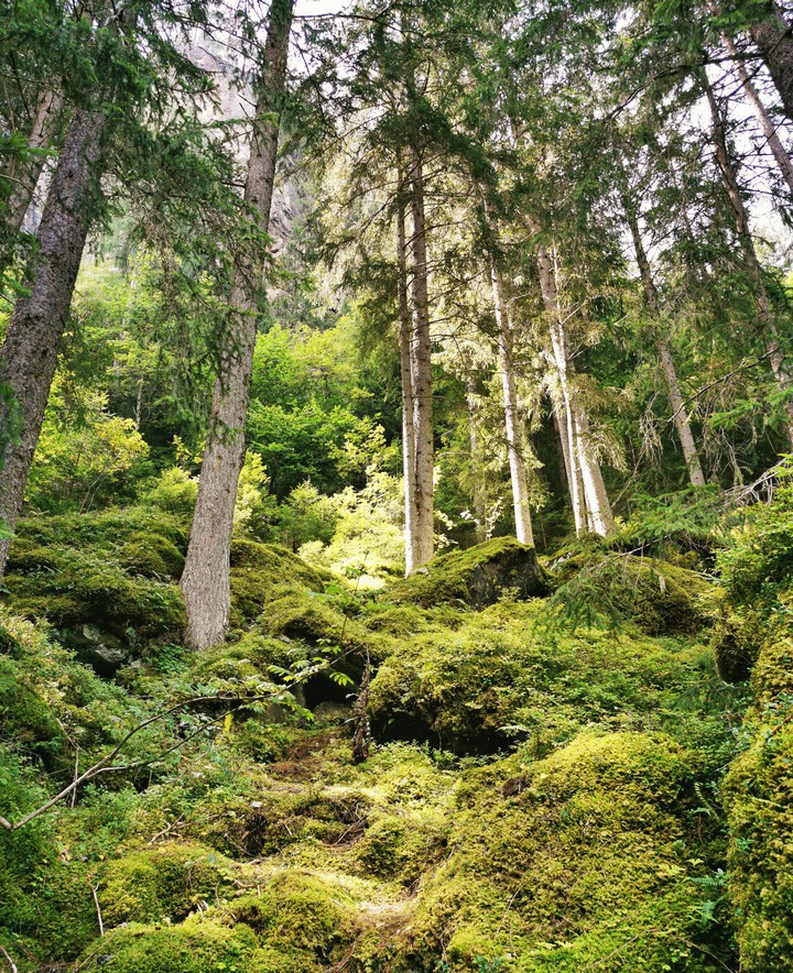 lush, green forest in Austria