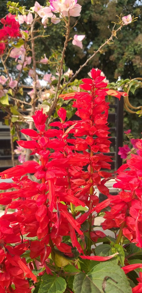 רקעים plant, leaf