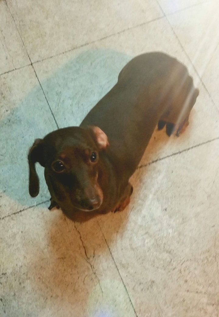 Dachshund