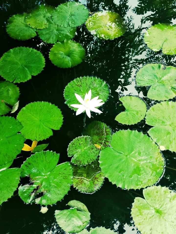 Water Lily