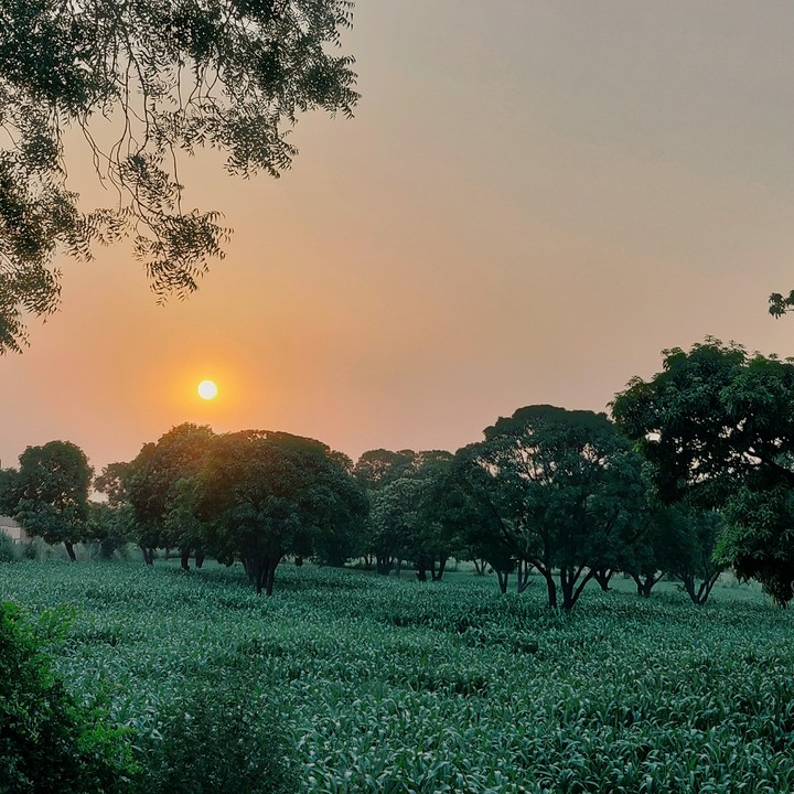 The Sunset