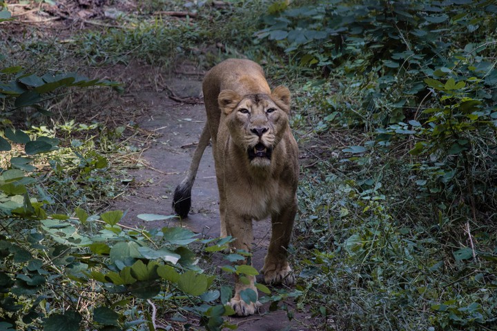 The Lioness