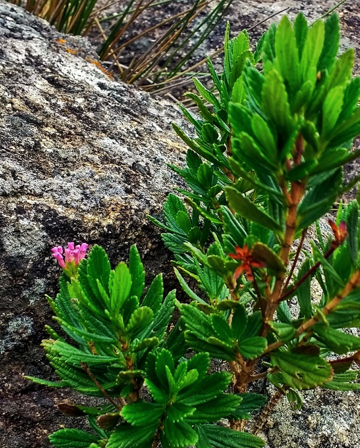 Flor rosa