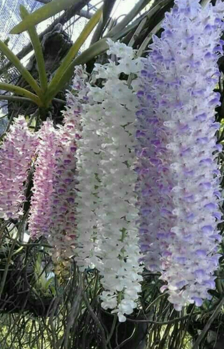 Hanging beauties