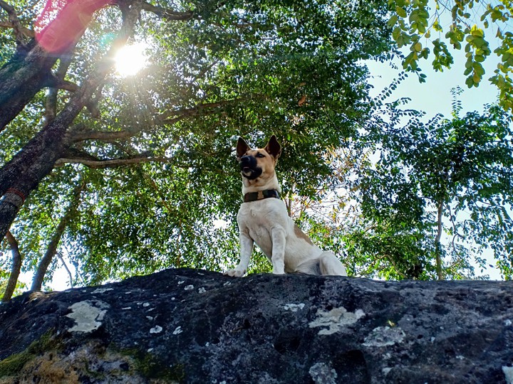 a dog
